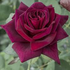 Rosier 'Black Perfumella'