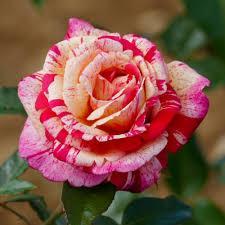 Rosier 'Brocéliande'