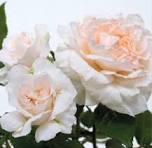 Rosier 'Catherine Frot'