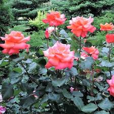 Rosier 'Christophe Colomb'