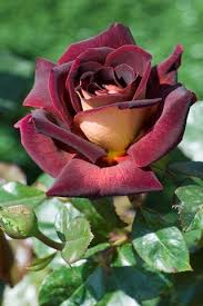 Rosier 'Eddy Mitchell'