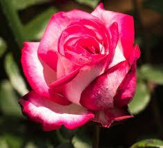 Rosier 'Imaginaire Parfumé'