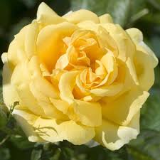 Rosier 'Michelangelo'