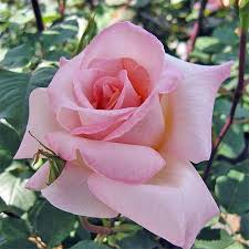 Rosier 'Michèle Meilland'