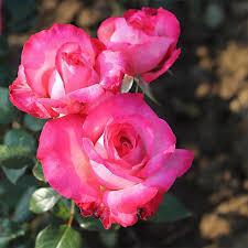 Rosier 'Pascal Sevran'