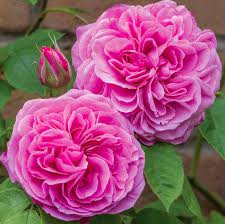 Rosier 'Royal Jubilée'