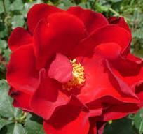 Rosier 'Soir d'Eté'