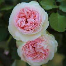 Rosier Grimpant 'Pierre de Ronsard'