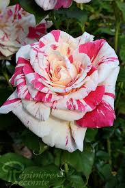 Rosier Grimpant 'Vanille Fraise'