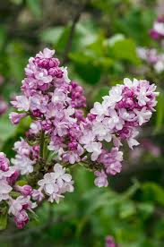 Syringa 'Belle de Nancy'
