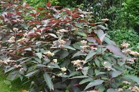 Hydrangea aspera 'Hot Chocolate'