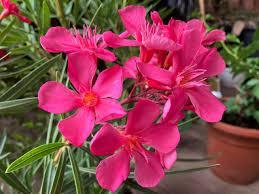 Nerium oleander 'Papa Gambetta'