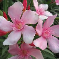 Nerium oleander 'Villa Romaine'