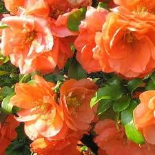 Chaenomeles x superba 'Cameo'