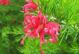 Grevillea juniperina