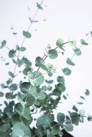 Eucalyptus gunnii