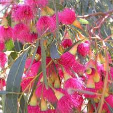 Eucalyptus leucoxylon rosea