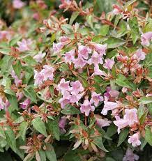 Abélia x 'Edward Goucher'