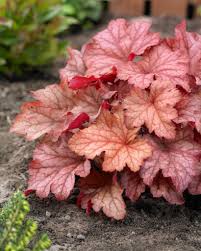 Heuchère 'Paprika'