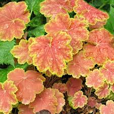 Heuchère 'Tiramisu'