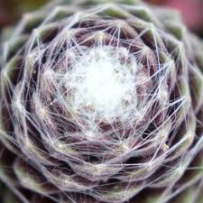 Sempervivum CHICK CHARMS 'Cotton Candy'