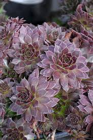 Sempervivum CHICK CHARMS 'Chocolate Kiss'
