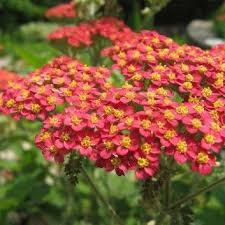 Achillea millefolium 'Paprika'