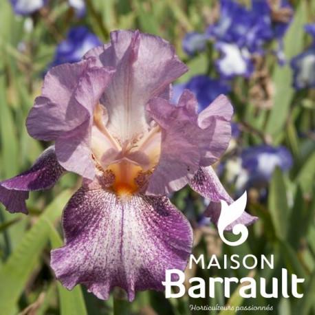 Iris germanica 'Casino Queen'