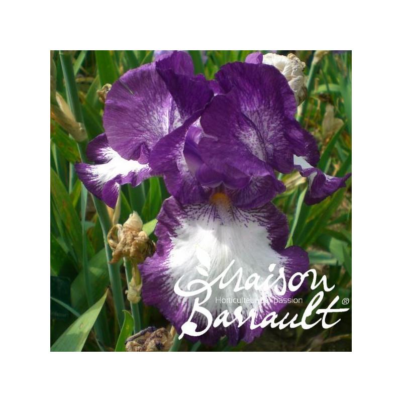 Iris germanica 'Cozy Calico'
