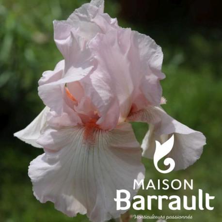 Iris germanica 'Flament Rose'