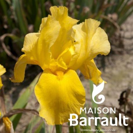 Iris germanica 'Granada Gold'