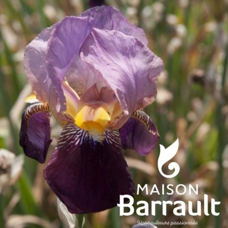 Iris germanica 'Indian Chief'