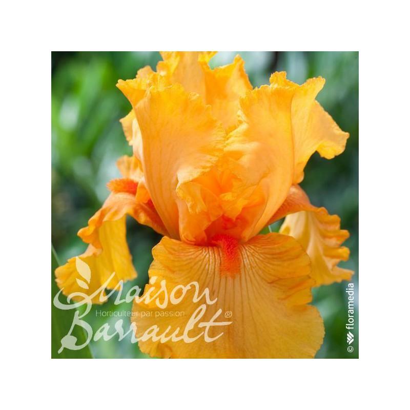 Iris germanica 'Flaming Orange'