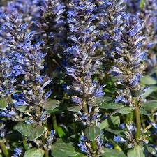Ajuga tenorei 'Chocolate Chip'