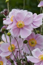 Anémone hupehensis 'September Charm'