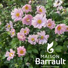 Anémone japonica 'Königin Charlotte'