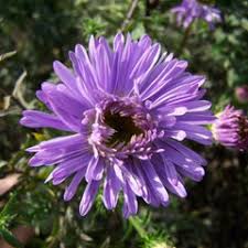 Aster novi-belgii 'Ada Ballard'