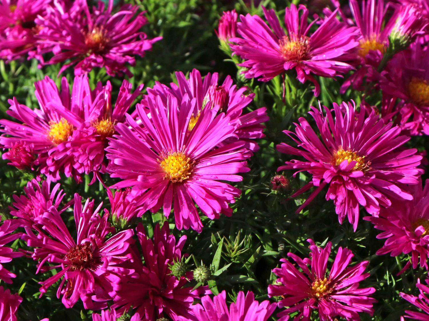 Aster dumosus 'Jenny'