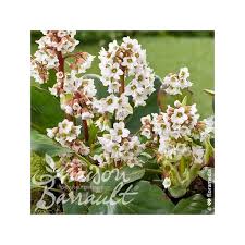 Bergenia 'Bressingham White'