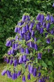 Campanule punctata 'Sarastro'