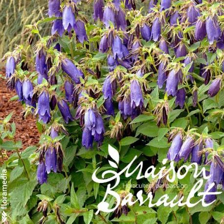 Campanule 'Campanello Blue'