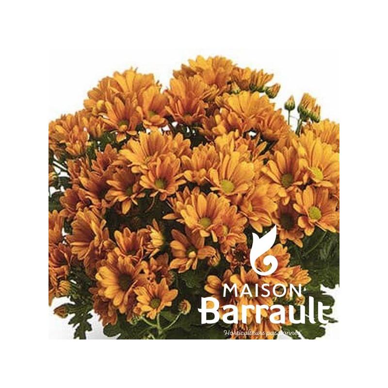 Chrysanthemum orange