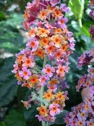 Buddléia davidii 'bicolor'