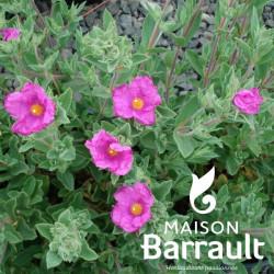 Cistus x pulverulentus