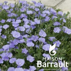 Convolvulus mauritanicus