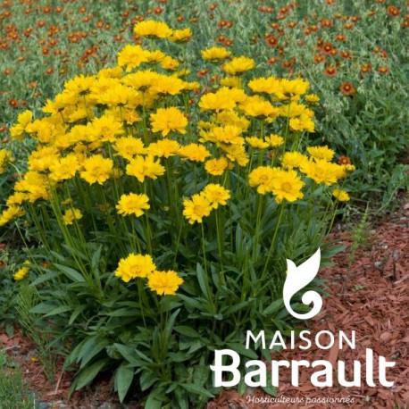 Coreopsis grandiflora 'Sonnenkind'