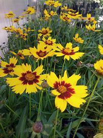Coreopsis grandiflora 'Sonnenkind'