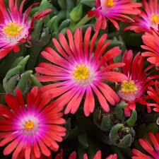 Delosperma JEWEL OF DESERT 'Garnet'
