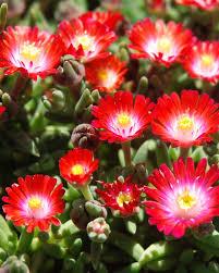 Delosperma JEWEL OF DESERT 'Grenade'