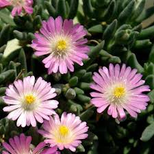 Delosperma JEWEL OF DESERT 'Rosequartz'